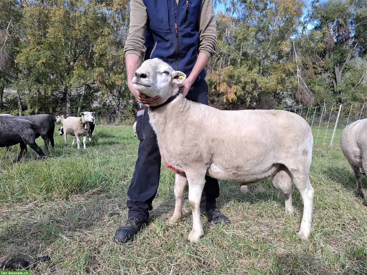 Bild 2: Texel x Bündnerschaf Widder sucht neue Herde