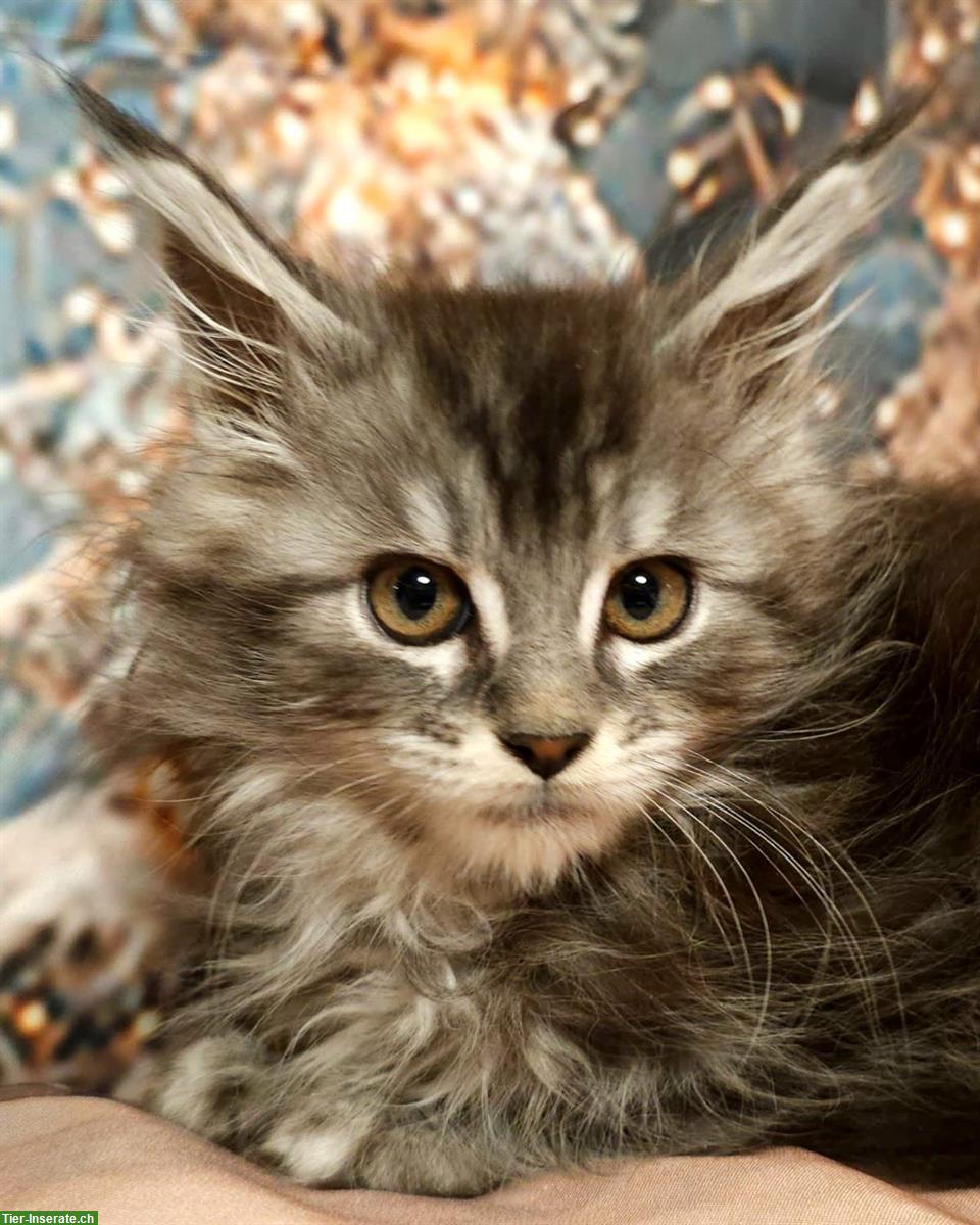 Reinrassige Maine Coon Kitten zu verkaufen