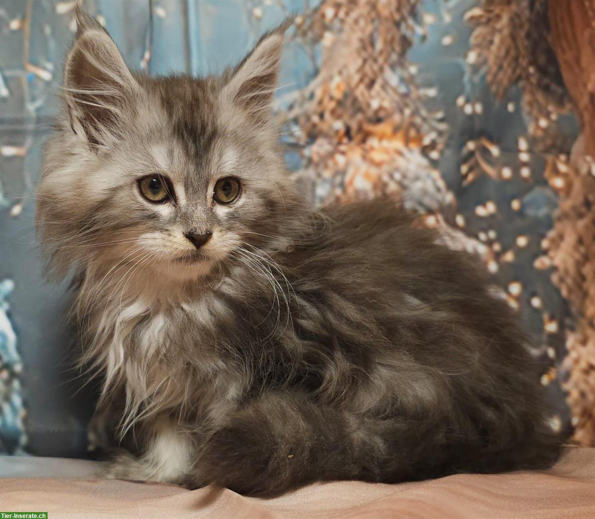 Bild 3: Reinrassige Maine Coon Kitten zu verkaufen