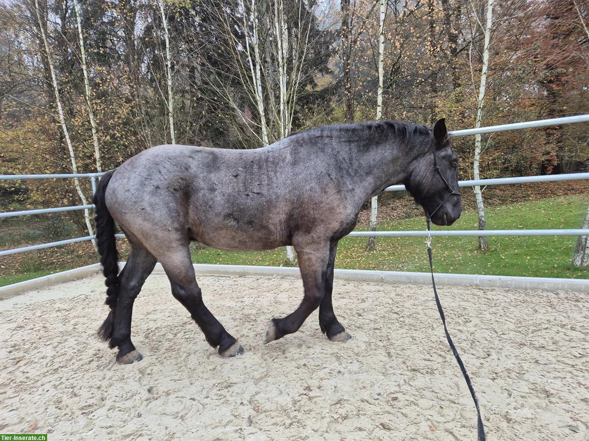 Grosser Noriker Wallach mit Mohrenkopf-Zeichnung, 4.5-jährig