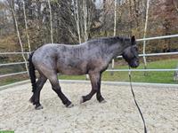 Grosser Noriker Wallach mit Mohrenkopf-Zeichnung, 4.5-jährig