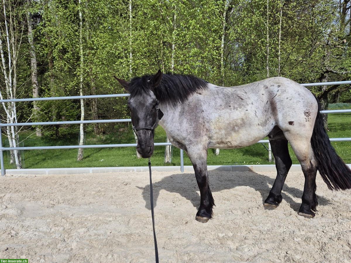 Bild 2: Grosser Noriker Wallach mit Mohrenkopf-Zeichnung, 4.5-jährig