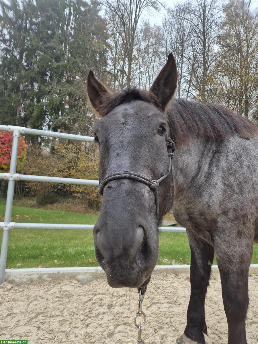 Bild 3: Grosser Noriker Wallach mit Mohrenkopf-Zeichnung, 4.5-jährig