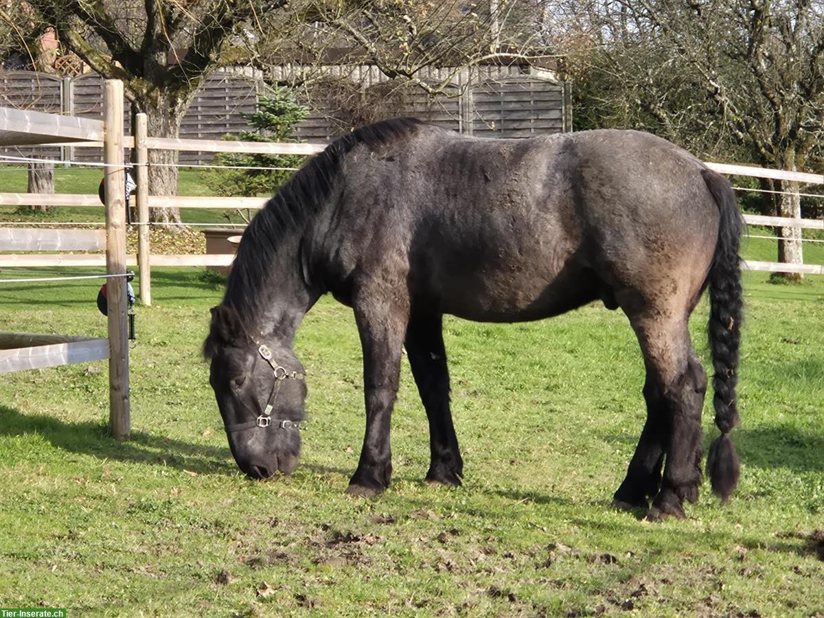 Bild 4: Grosser Noriker Wallach mit Mohrenkopf-Zeichnung, 4.5-jährig
