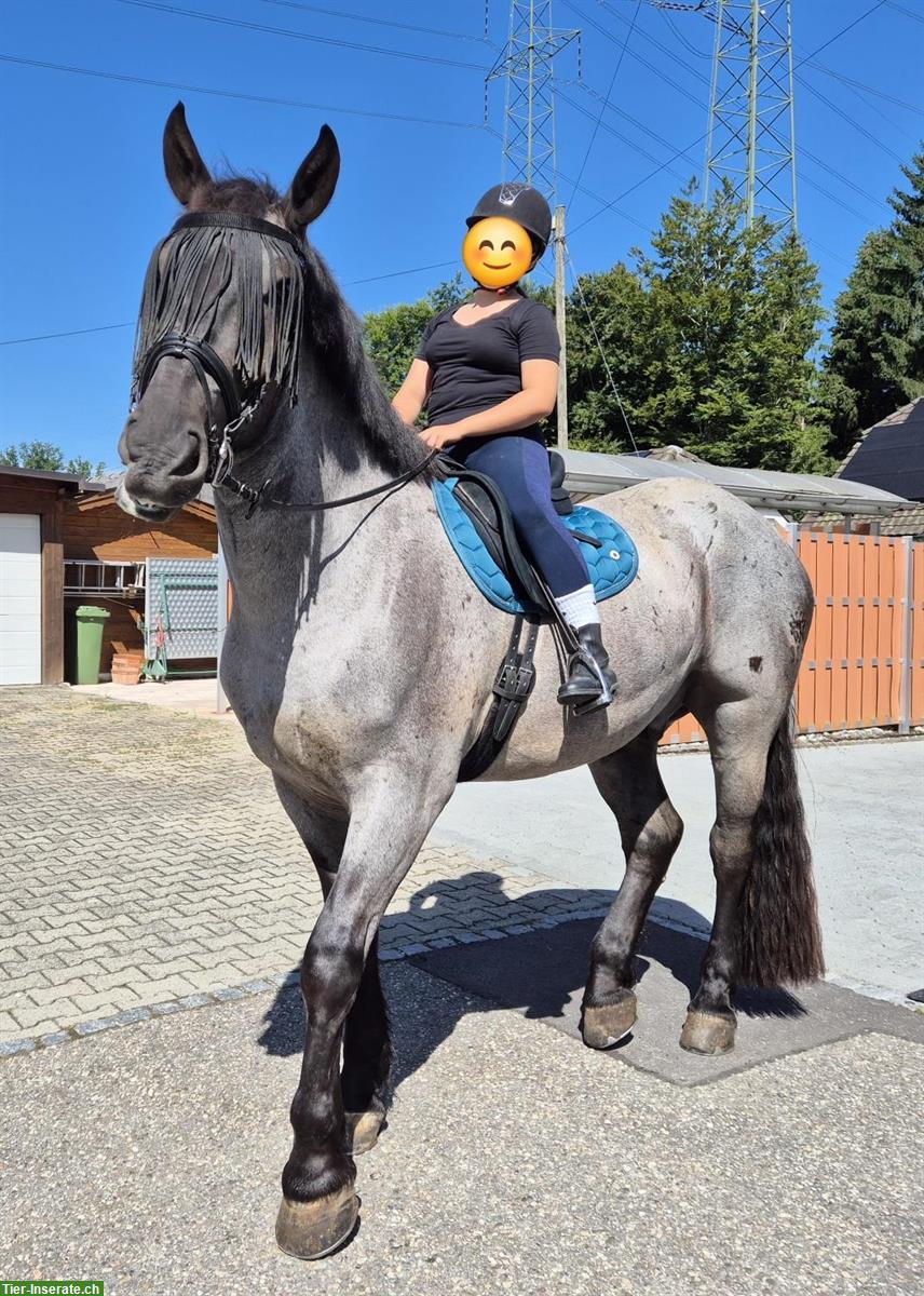 Bild 5: Grosser Noriker Wallach mit Mohrenkopf-Zeichnung, 4.5-jährig