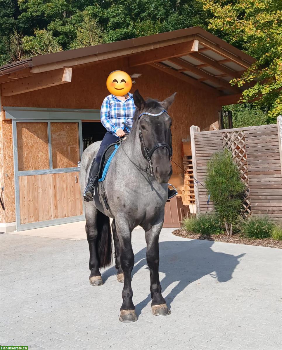 Bild 6: Grosser Noriker Wallach mit Mohrenkopf-Zeichnung, 4.5-jährig