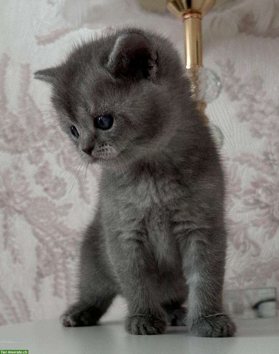 Lieber BKH Kater, 11 Wochen alt abzugeben