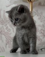 Lieber BKH Kater, 11 Wochen alt abzugeben