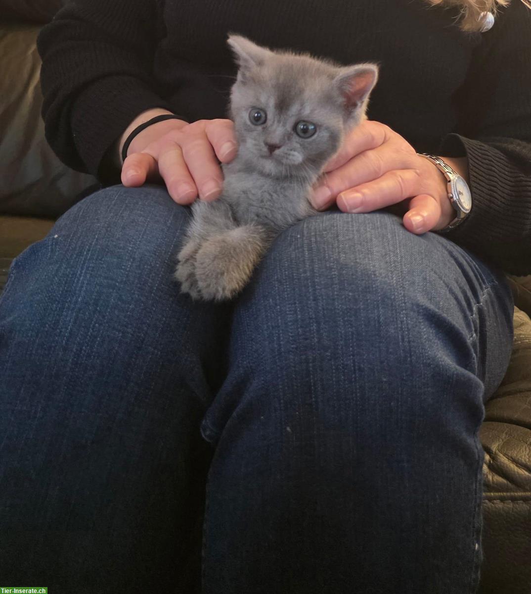 Bild 2: Lieber BKH Kater, 11 Wochen alt abzugeben