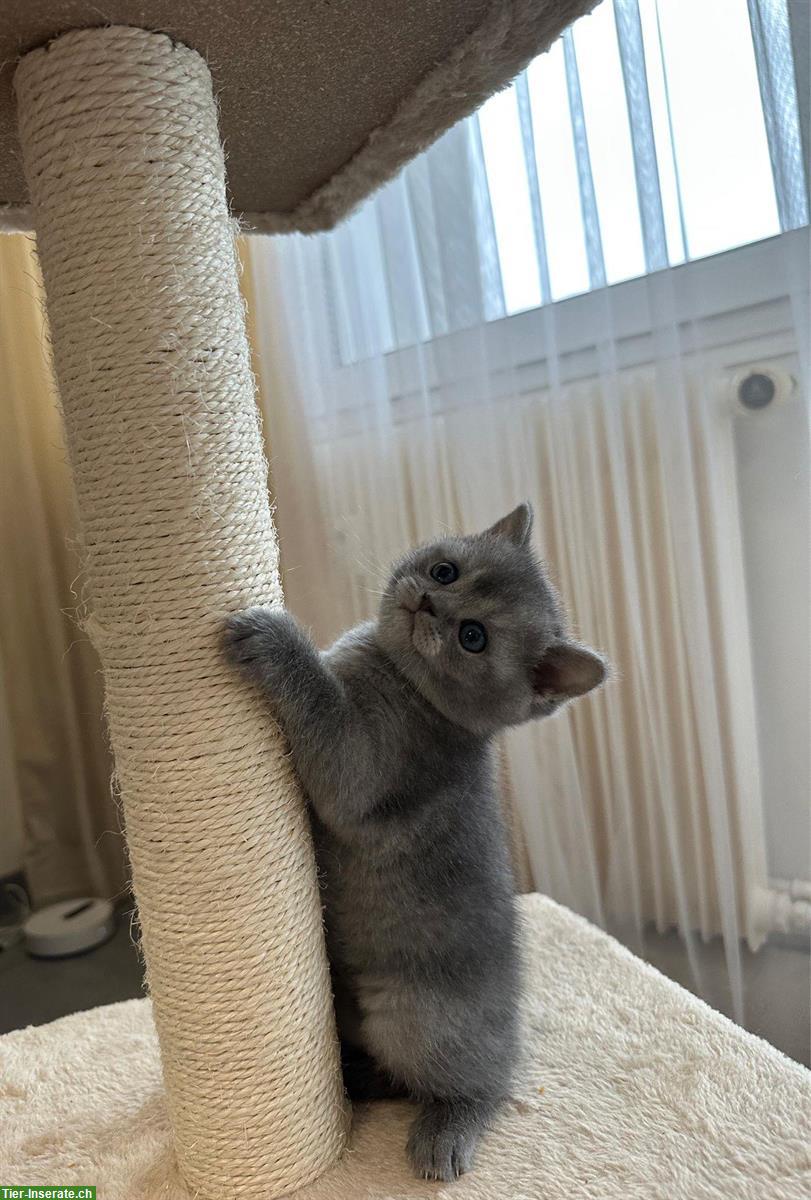 Bild 3: Lieber BKH Kater, 11 Wochen alt abzugeben