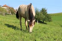 9-jähriger Andalusier Wallach sucht seinen Menschen
