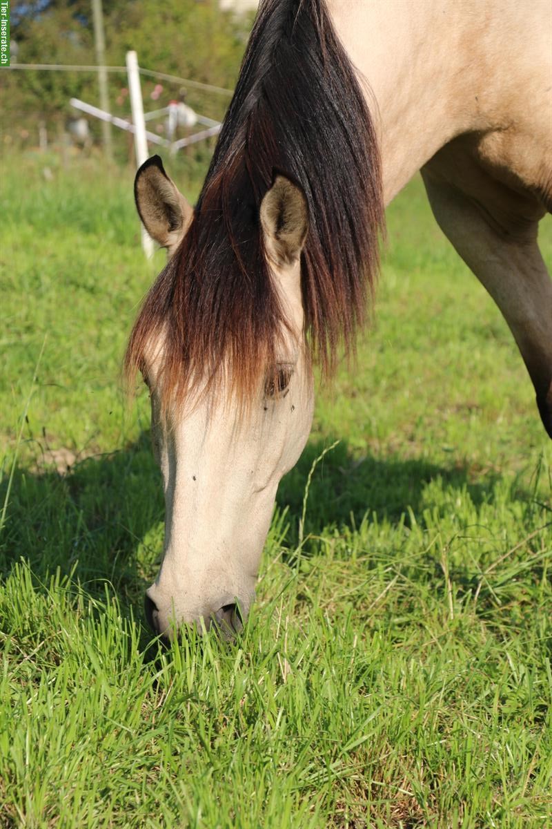 Bild 2: 9-jähriger Andalusier Wallach sucht seinen Menschen