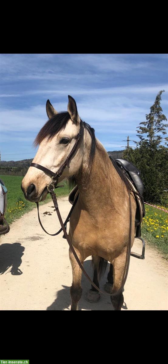 Bild 3: 9-jähriger Andalusier Wallach sucht seinen Menschen