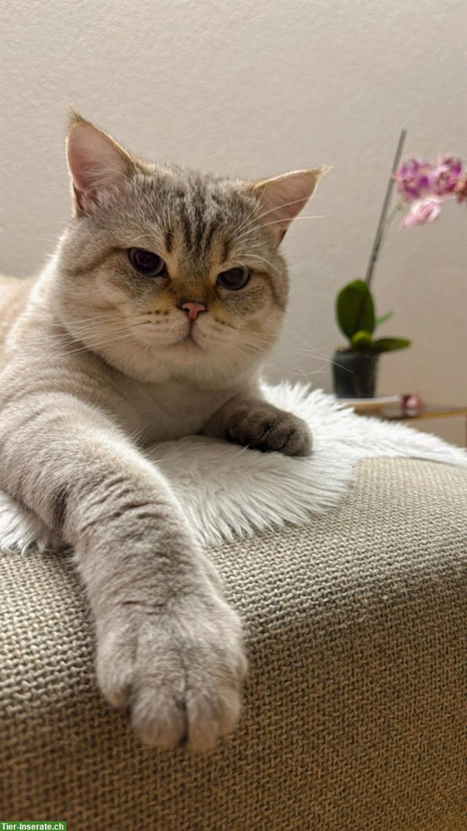 BKH Deckkater sucht rollige Katzen Damen