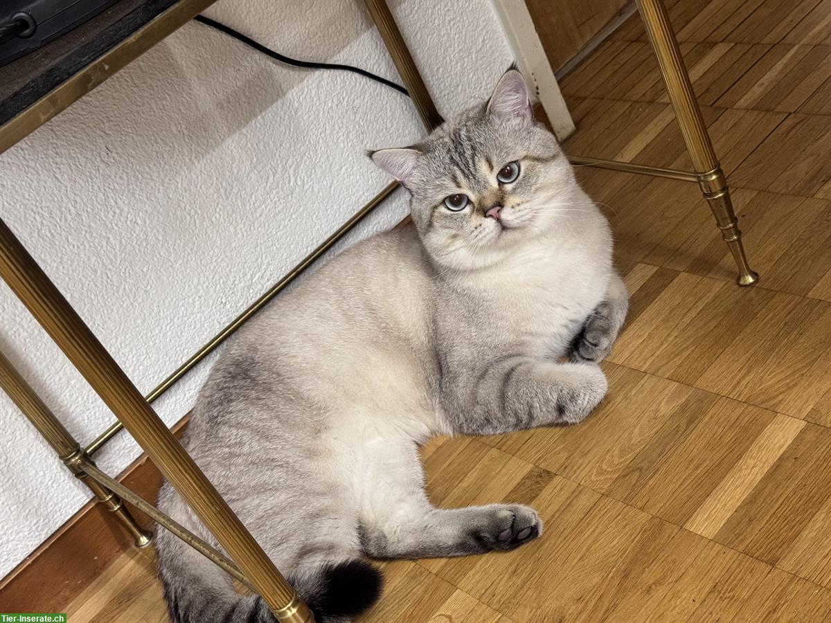 Bild 2: BKH Deckkater sucht rollige Katzen Damen