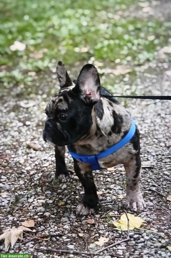 Junger Französische Bulldogge Rüde verkaufen