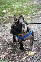 Junger Französische Bulldogge Rüde verkaufen