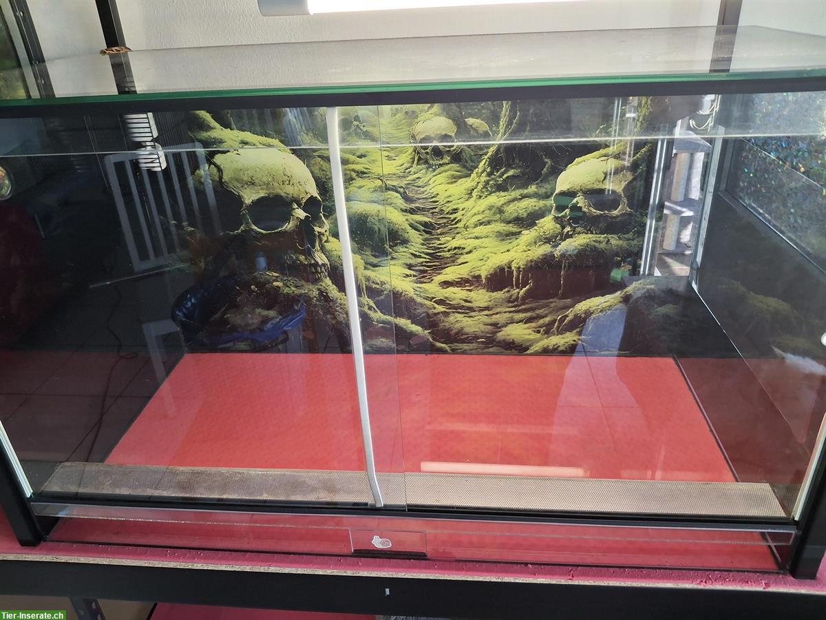 Grosses Glasterrarium mit Schiebetüren und Heizmatte