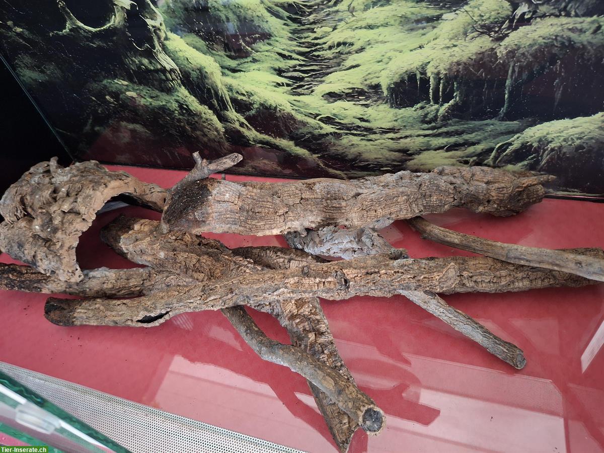 Bild 2: Grosses Glasterrarium mit Schiebetüren und Heizmatte