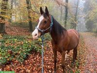 Suche Spazier-/Pflegebeteiligung für brave Araberstute, ZH-Oberland