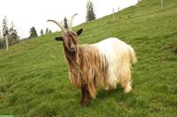 Junge Kupferhalsziege, reinrassig abzugeben