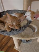 Junge Katzen zum verkaufen