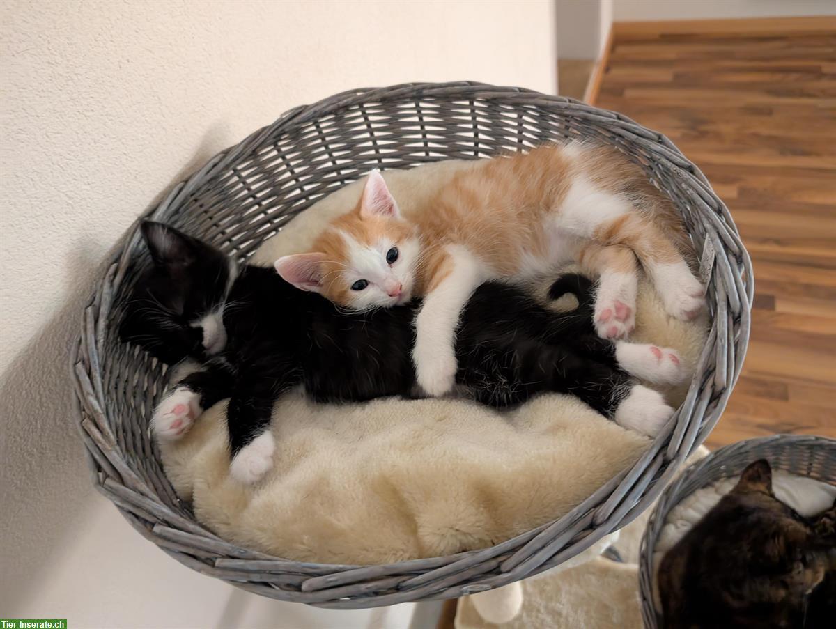 Bild 2: Junge Katzen zum verkaufen