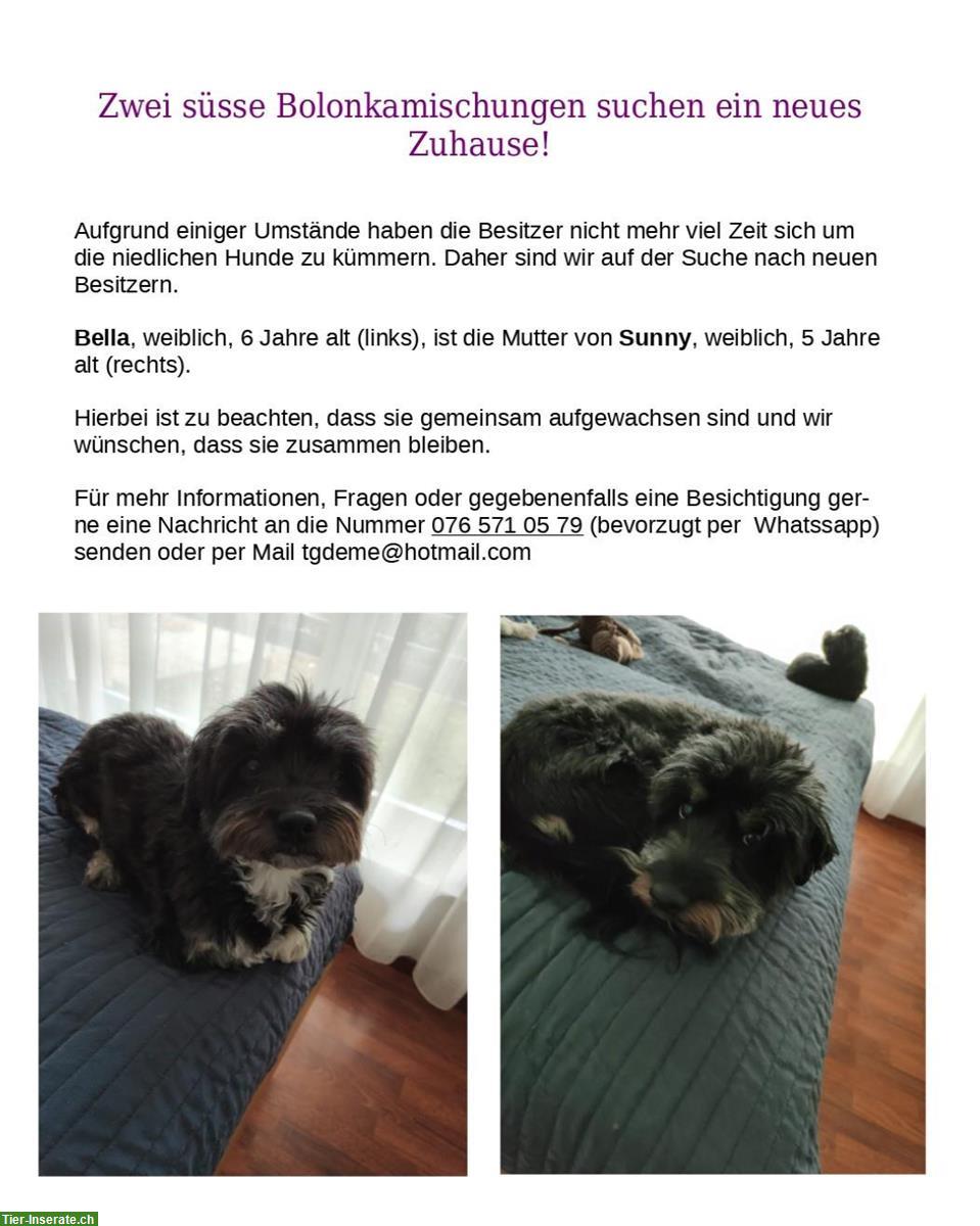 2 Bolonka Mischlings-Hündinnen suchen neuen Lebensplatz