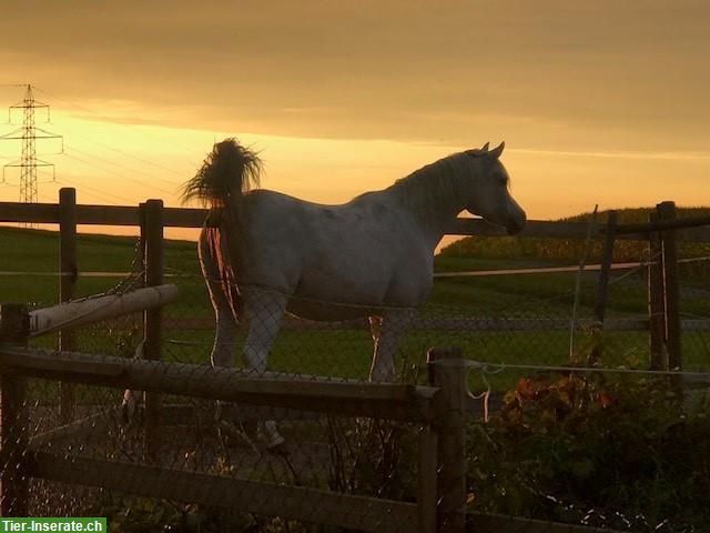 Traumatherapie bei Pferden, Analyse & Begleitung