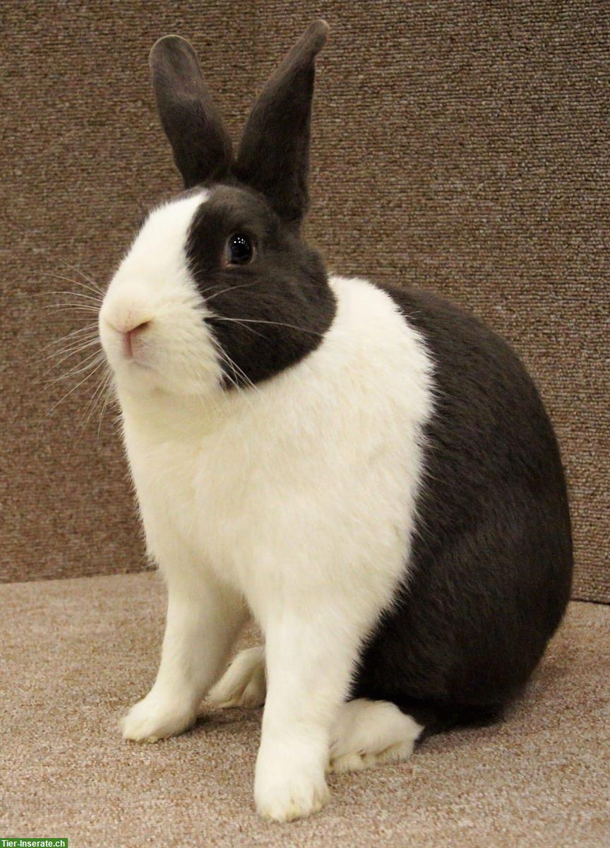 Japaner / Holländer Kaninchen gratis abzugeben