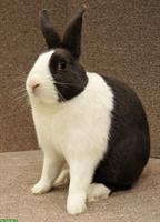 Japaner / Holländer Kaninchen gratis abzugeben