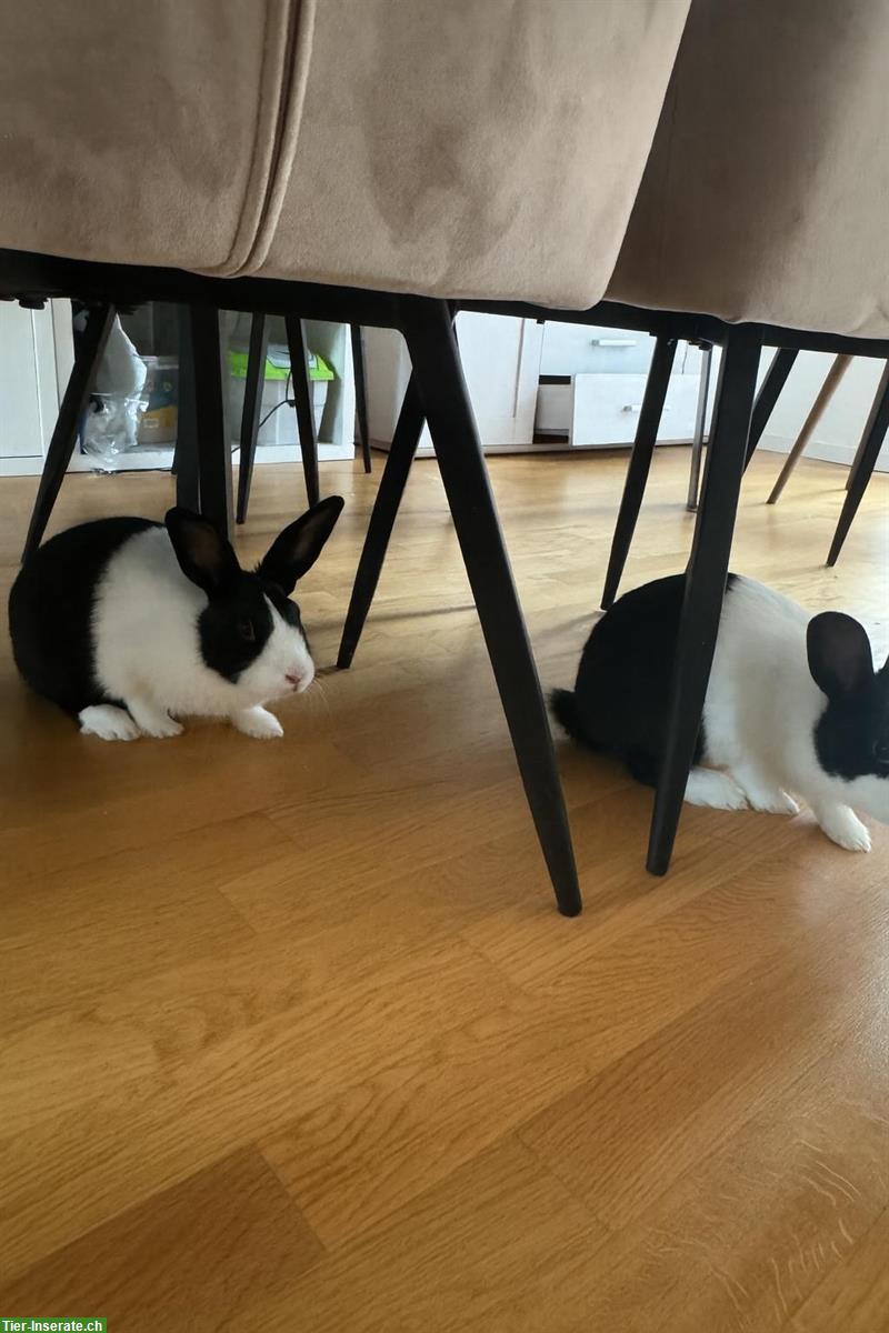 Bild 2: Japaner / Holländer Kaninchen gratis abzugeben