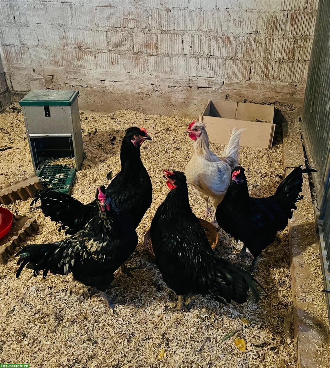 4 junge Hähne zu verschenken