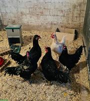 4 junge Hähne zu verschenken