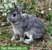 Farbenzwerg-Zwergkaninchen, chinchilla, weiblich