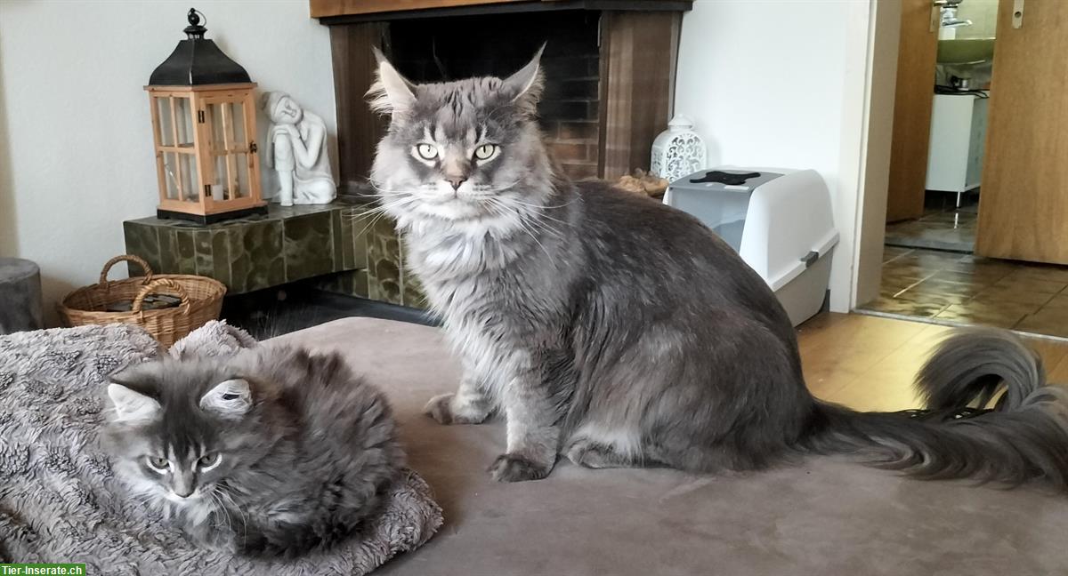 Maine Coon Kitten (Kater) zu verkaufen