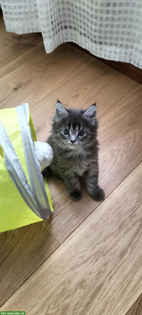 Bild 2: Maine Coon Kitten (Kater) zu verkaufen