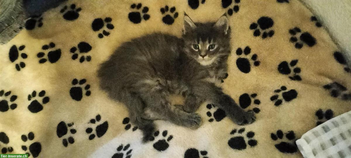 Bild 3: Maine Coon Kitten (Kater) zu verkaufen