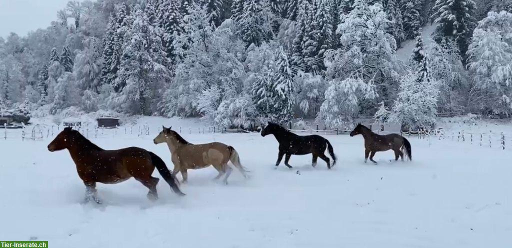Praktikumsstelle mit Pferden in 6143 Ohmstal