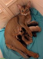 Abessinier Kitten, weiblich, wildfarben