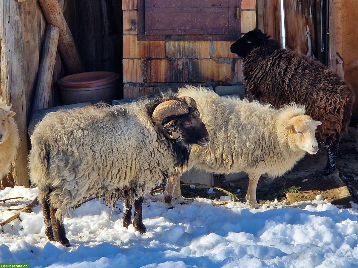 Ouessant Schafbock, 2.5-jährig zu verkaufen