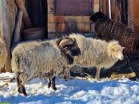 Ouessant Schafbock, 2.5-jährig zu verkaufen