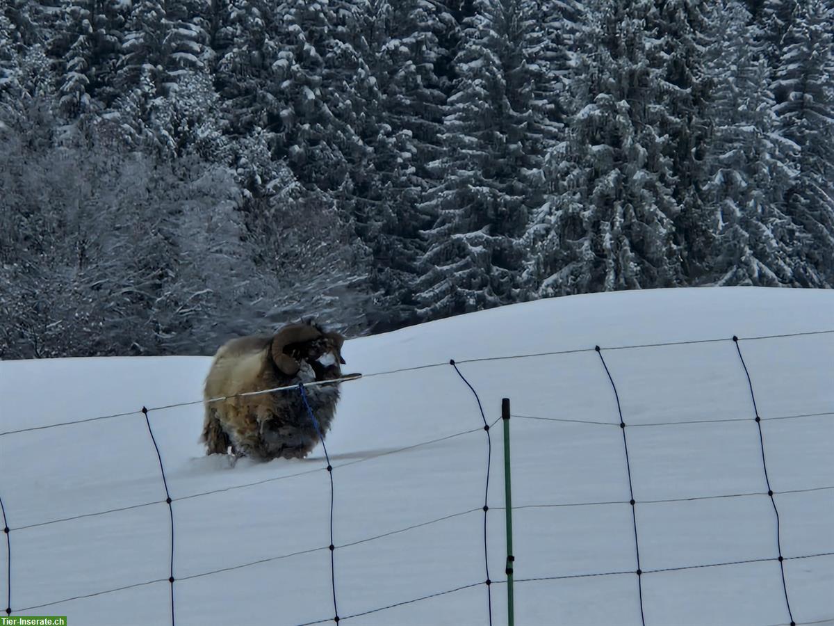 Bild 2: Ouessant Schafbock, 2.5-jährig zu verkaufen