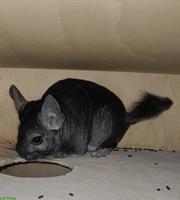Chinchilla Männchen, 9-jährig, sucht Artgenossen