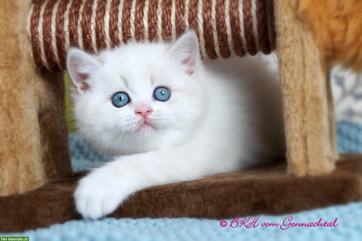 Britisch Kurzhaar Kitten, männlich mit Stammbaum