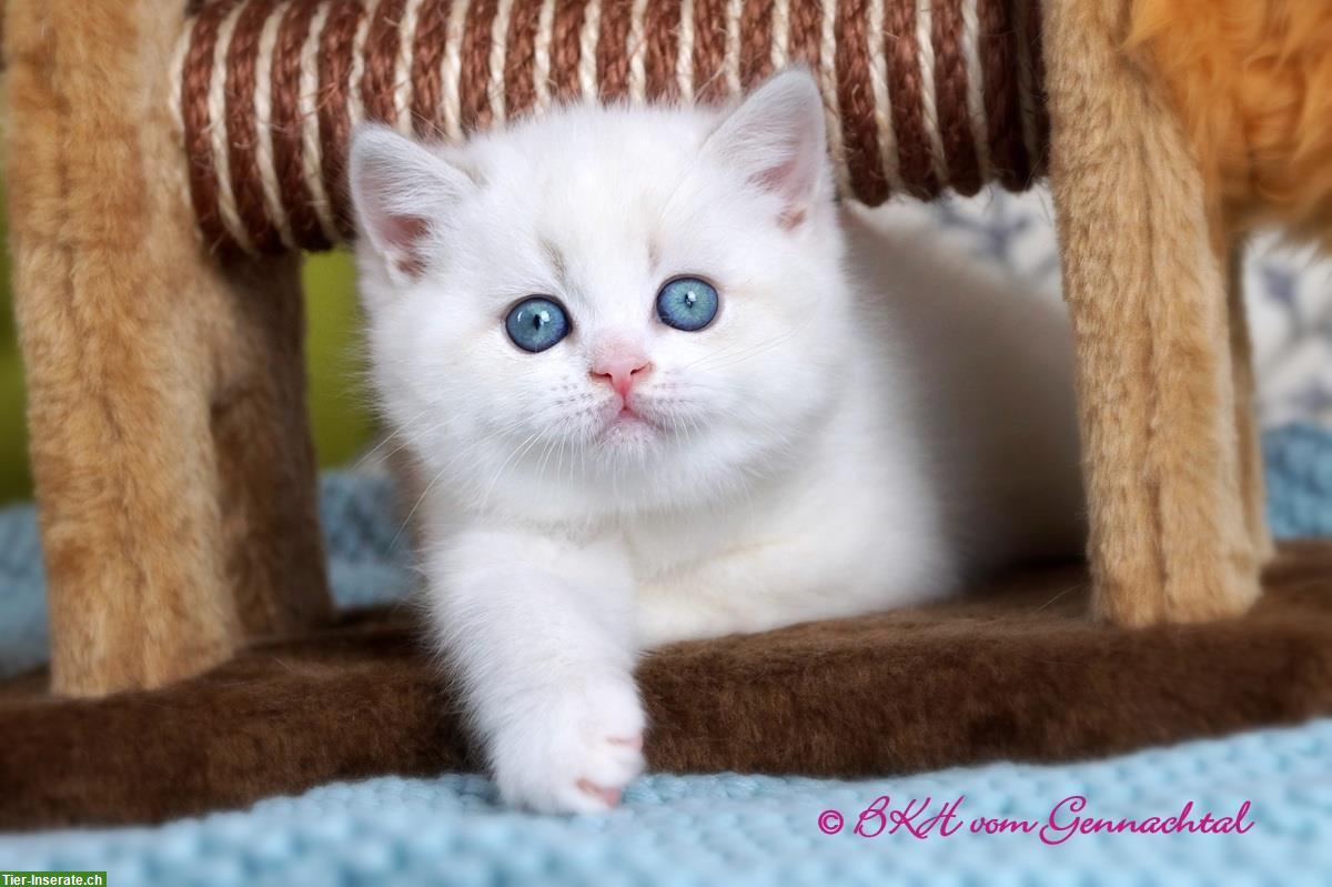 Bild 2: Britisch Kurzhaar Kitten, männlich mit Stammbaum