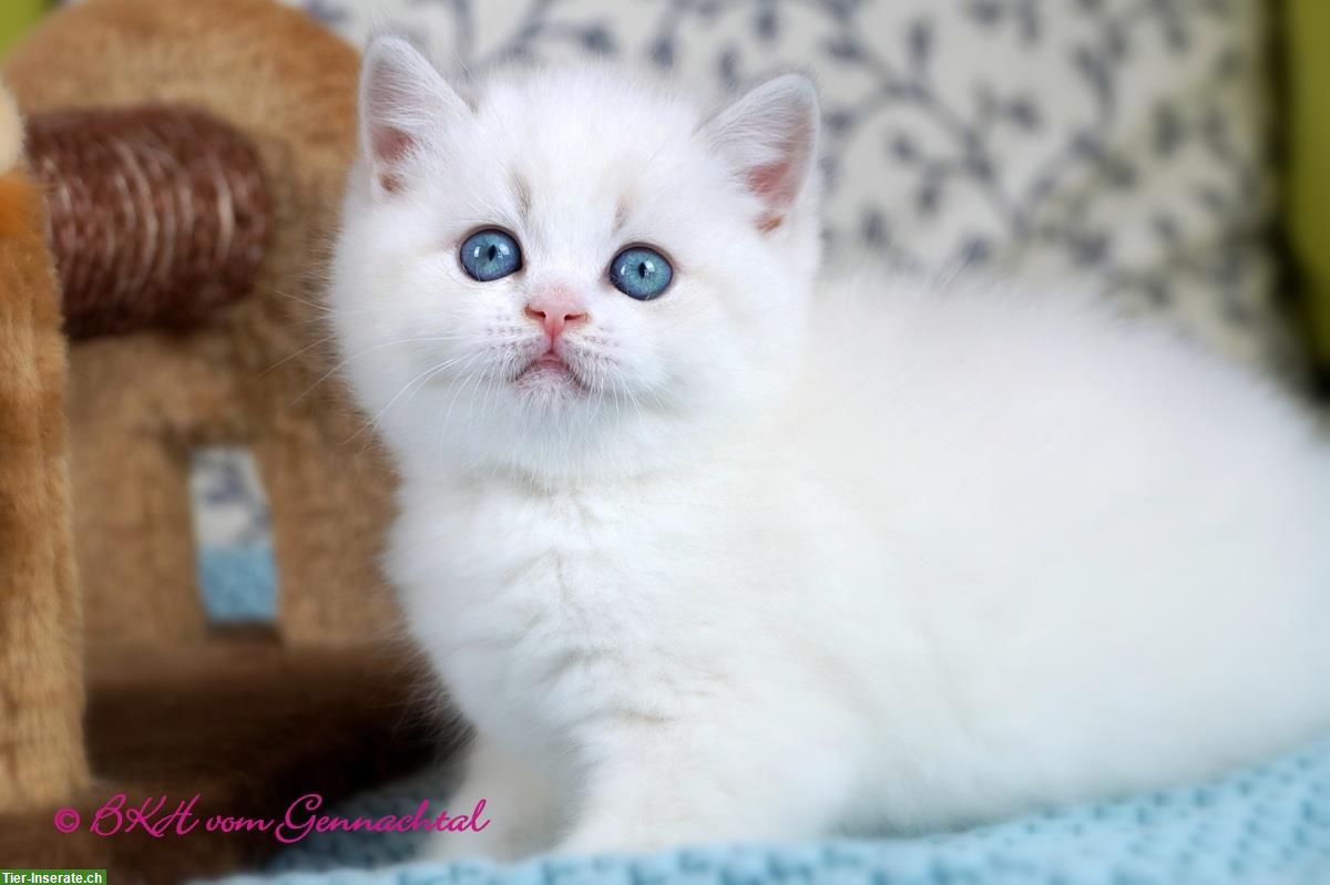 Bild 3: Britisch Kurzhaar Kitten, männlich mit Stammbaum