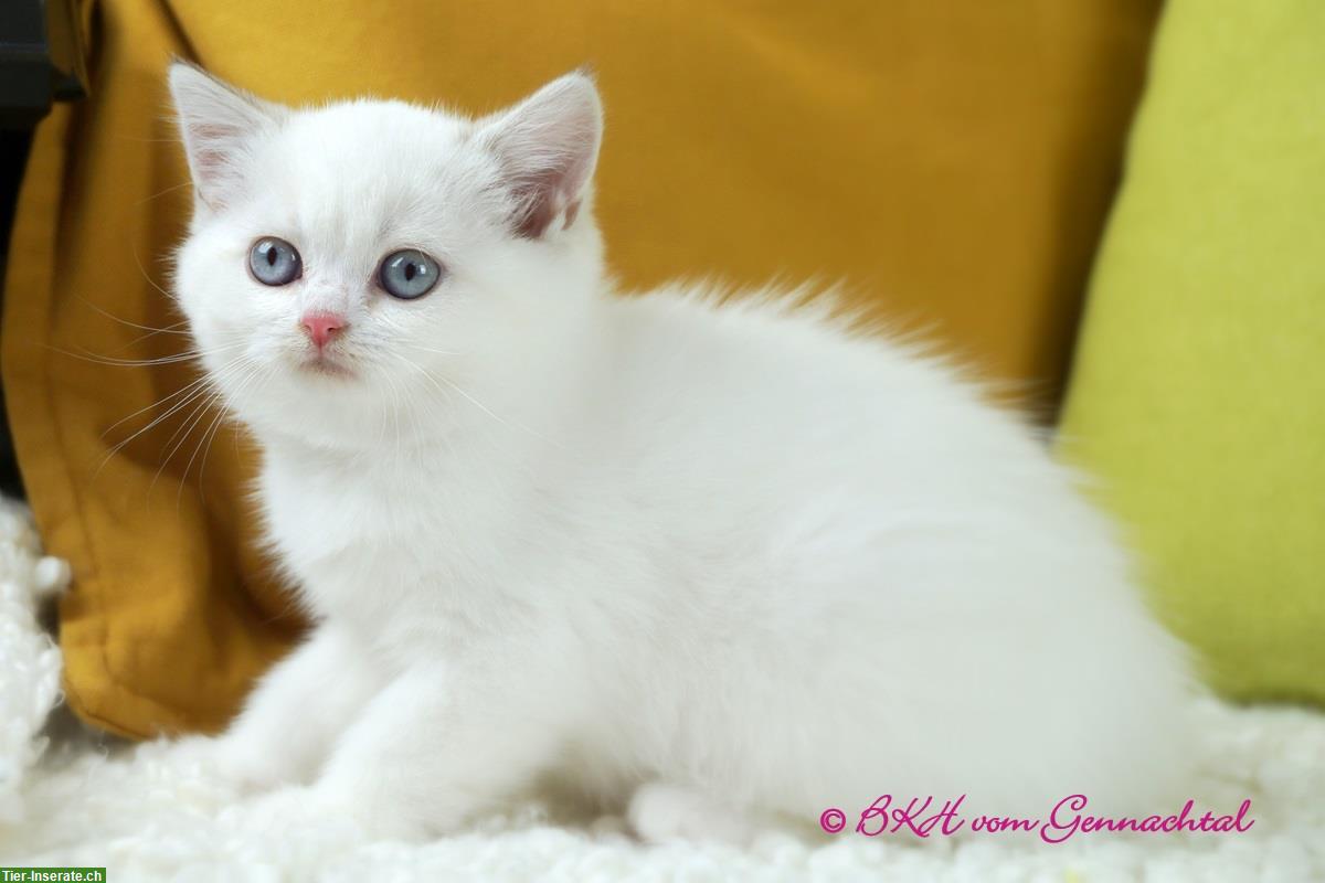 Bild 4: Britisch Kurzhaar Kitten, männlich mit Stammbaum