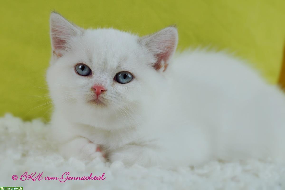 Bild 5: Britisch Kurzhaar Kitten, männlich mit Stammbaum