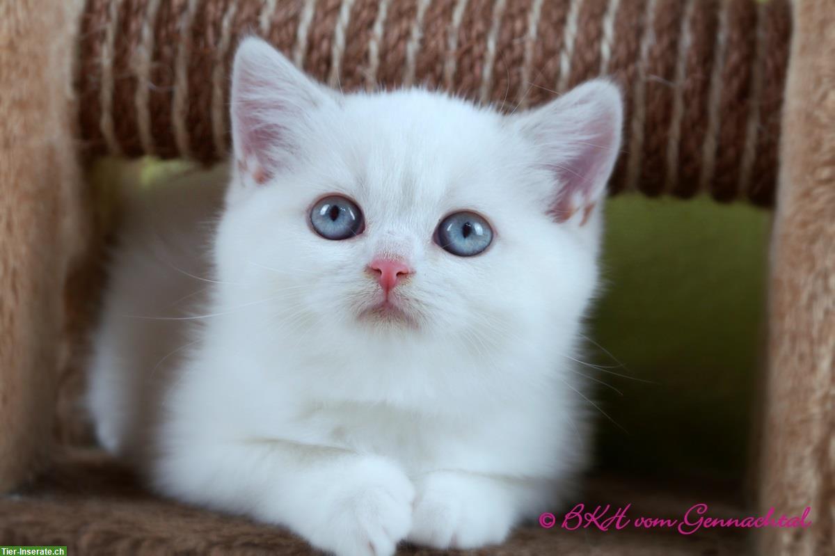 Bild 6: Britisch Kurzhaar Kitten, männlich mit Stammbaum